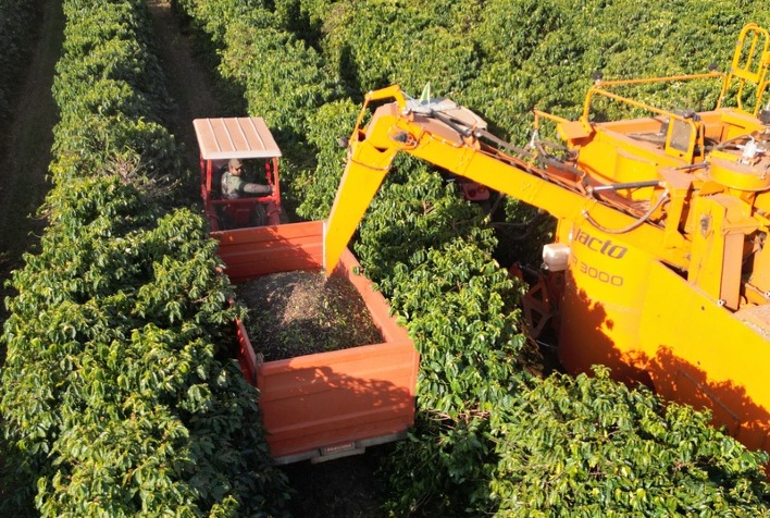 Colheita de café na Alta Mogiana em 2025 registra queda de produtividade acima do esperado
