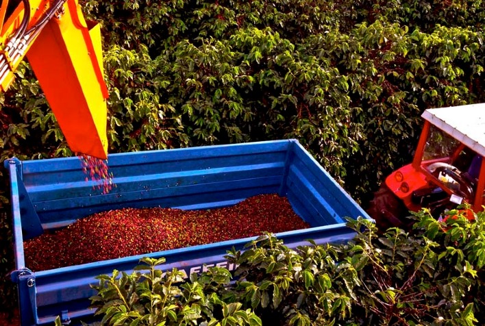 Colheita de Café 2025 na Área da Cooxupé Chega a 98,9% Concluída