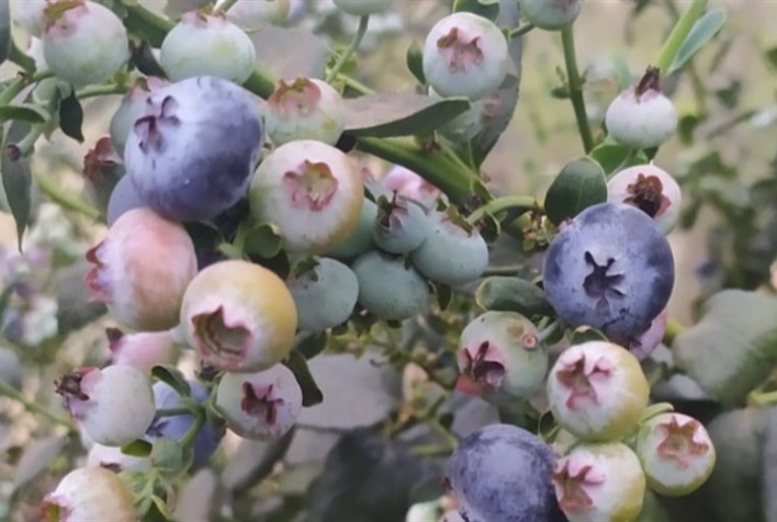 Epagri incentiva cultivo de mirtilo na Serra Catarinense e fortalece renda de pequenos produtores