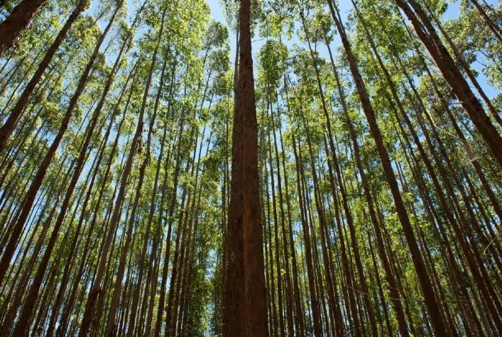 Silvicultura em Minas Gerais gera R$ 8,5 bilhões em 2024 e lidera produção nacional, aponta IBGE