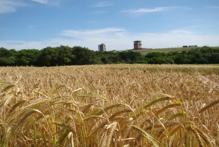 Cevada gaúcha mantém qualidade e produtividade para indústria cervejeira, aponta Emater/RS-Ascar