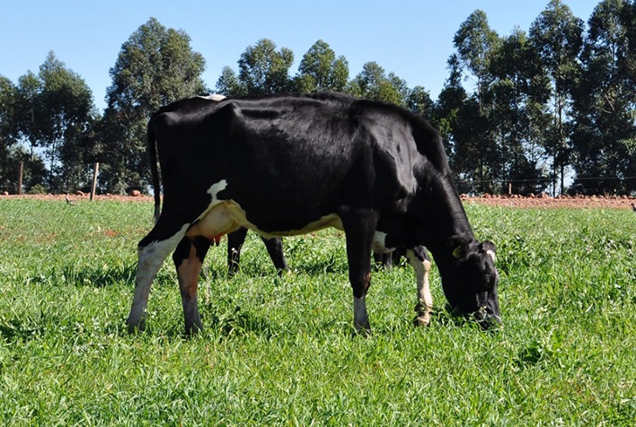 Levantamento da Epagri aponta desafios e oportunidades na produção de leite em Paial (SC)