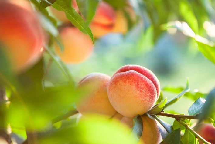 Pêssego no Rio Grande do Sul: mosca-das-frutas exige cuidados e preço chega a R$ 10/kg