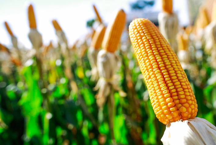 Milho em Santa Catarina mantém bom desenvolvimento e área de cultivo cresce na safra 2025/26