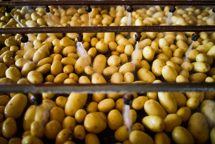 Chuvas e fim da safra de inverno impulsionam alta nos preços da batata nos principais mercados