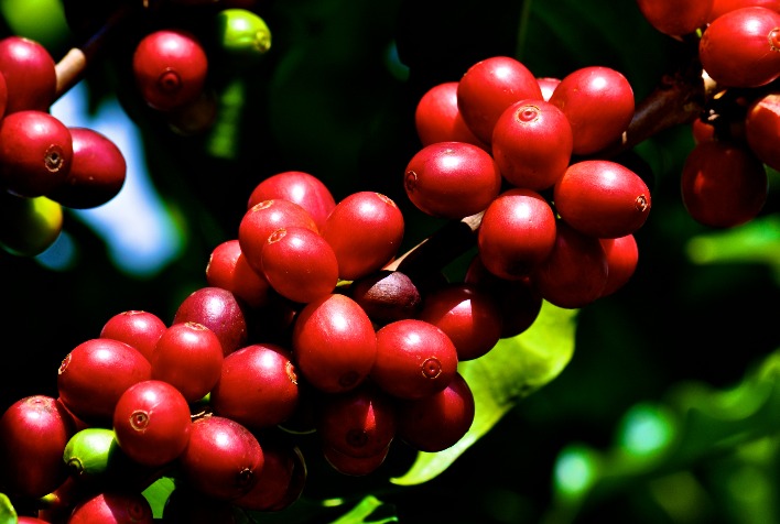 Preços do café disparam com temores sobre oferta global e tarifas dos EUA, enquanto produtores brasileiros ampliam poder de compra de fertilizantes