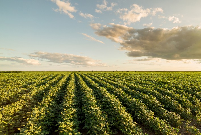 Safra de soja em Mato Grosso do Sul avança com 30,9% da área plantada e expectativa de crescimento de 5,9%