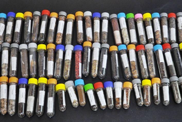 Pesquisa conjunta da Embrapa e Morfo Brasil investe em sementes florestais para restaurar biomas brasileiros até 2030