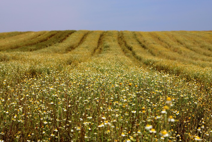 Paraná lidera produção de camomila e movimenta R$ 15 milhões no setor agrícola