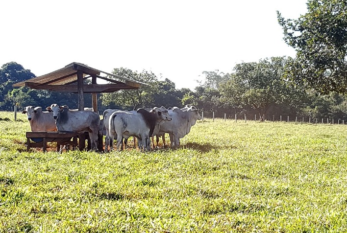 Preços do boi gordo sobem em parte do país com escalas de abate mais curtas