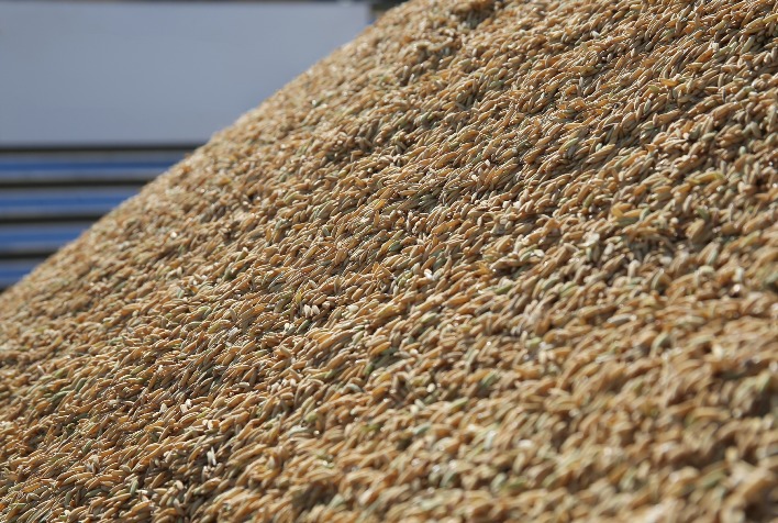 Arroz em queda: excesso de oferta derruba preços e preocupa produtores para safra 2025/26