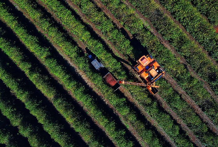Exportações Globais de Café Mantêm Estabilidade em 2024/25, Aponta OIC