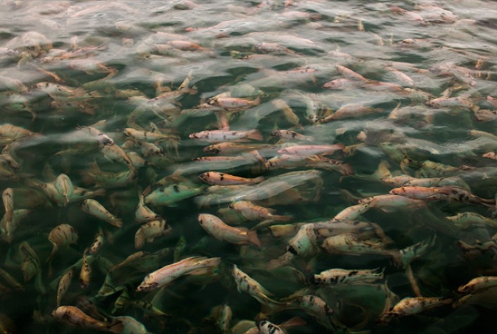 Piscicultura brasileira inicia 2026 com foco em segurança regulatória e desafios tarifários