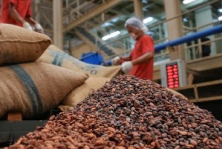 Moagem de cacau cai 14,6% em 2025 e revela retração no consumo e desafios para a indústria brasileira