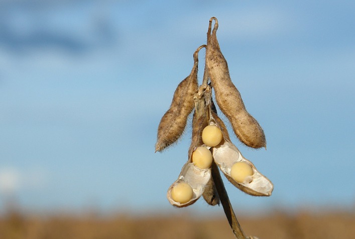 Paraguai deve registrar safra recorde de soja e ultrapassar 11,5 milhões de toneladas