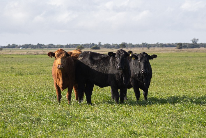 Programa Carne Angus Certificada realiza desossa técnica na Coopavel e destaca criação no Paraná