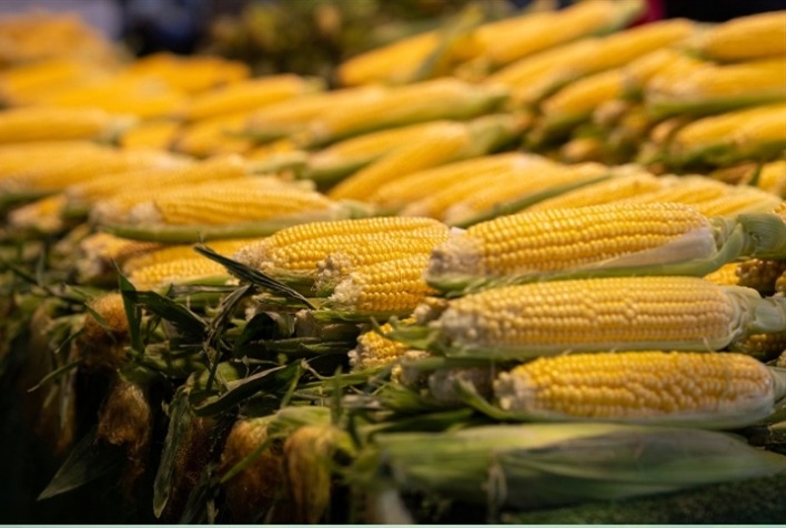 Mercado de Milho Mantém Cautela no Sul e Apresenta Alta nos Futuros