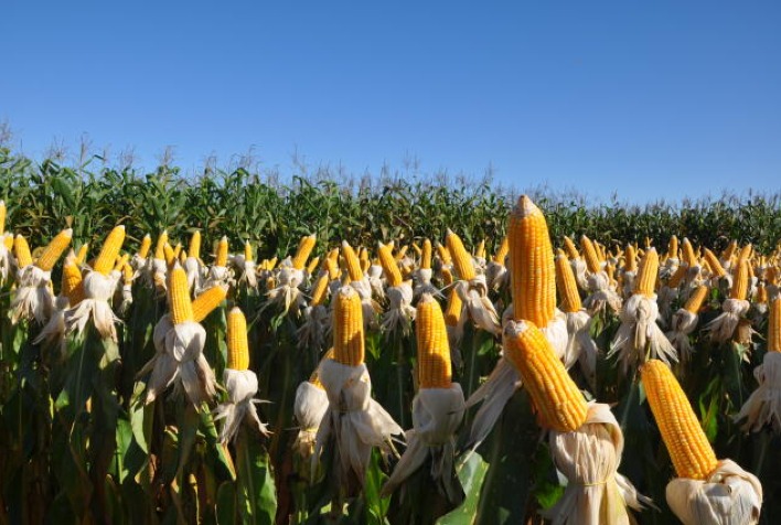 Safrinha de milho 2026 começa com atraso e pode elevar volatilidade dos preços, alerta Biond Agro