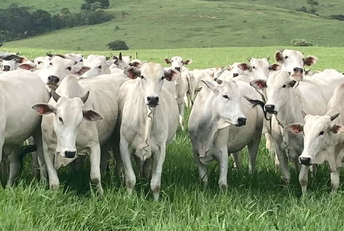 Conflito no Oriente Médio aumenta volatilidade no mercado do boi gordo no Brasil