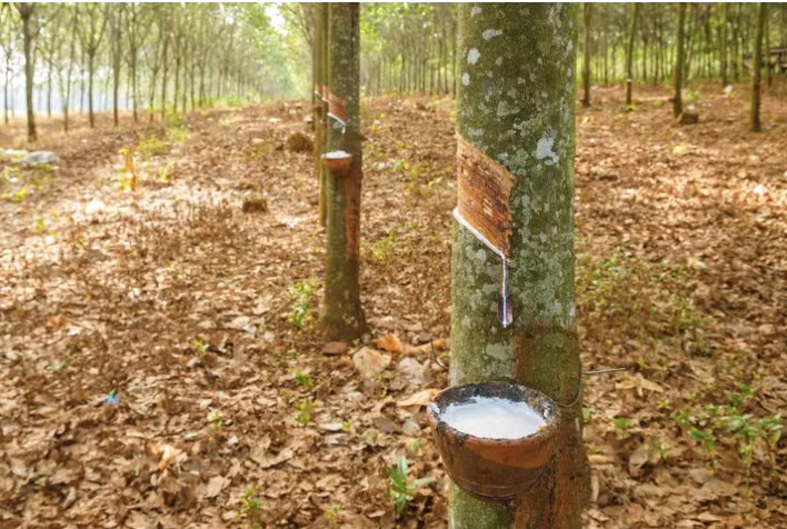Produtores de borracha operam no prejuízo e setor enfrenta risco de colapso no Brasil