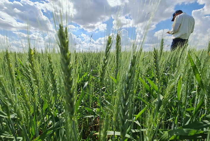 Plataforma “Trigo no Brasil” consolida dados da cadeia produtiva do cereal