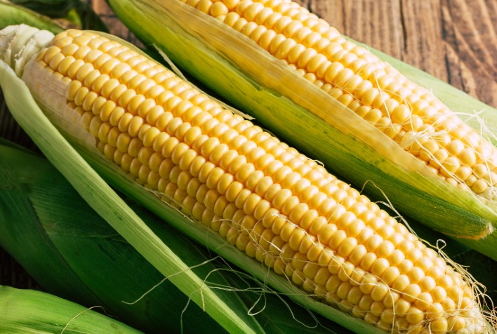 Mercado do milho segue pressionado no Brasil, enquanto contratos futuros avançam na B3 e refletem cenário externo