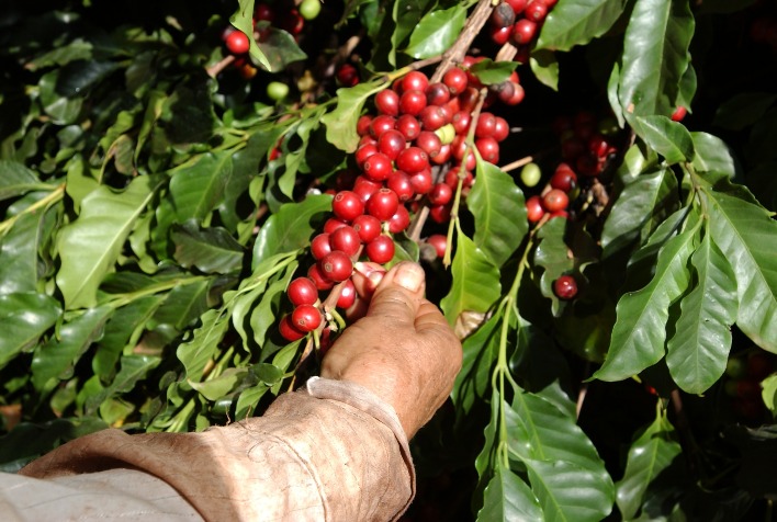 Colheita e pós-colheita são determinantes para a qualidade e valorização do café brasileiro, aponta especialista