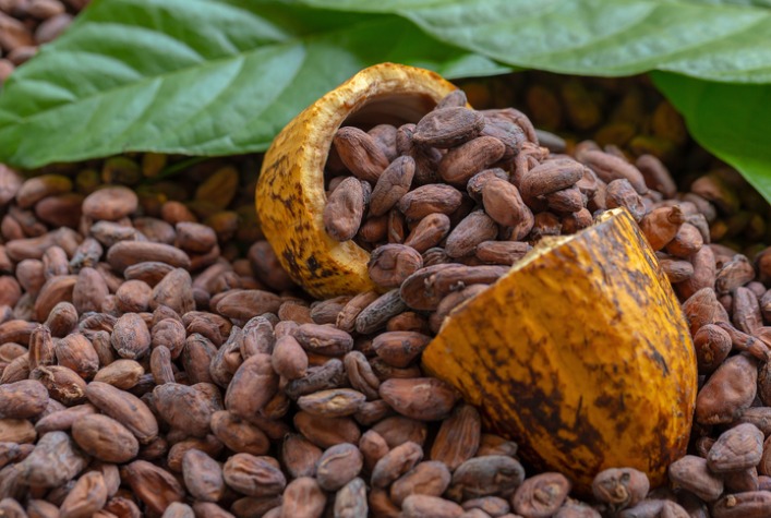 Superávit global de cacau sobe para 247 mil toneladas em 2025/26, mas El Niño ameaça próxima safra