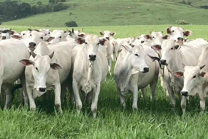 Boi gordo dispara frente à vaca em 2026 e amplia diferença de preços no mercado paulista