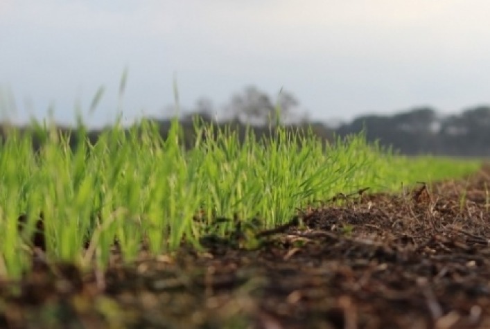 Plantio de trigo avança no Paraná e atinge 17% da área; safra 2025/26 começa com lavouras em boas condições