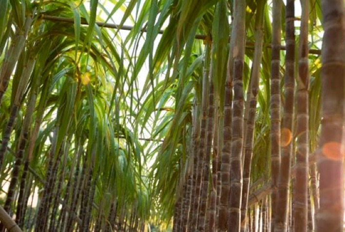 IAC lança novas variedades de cana e amendoim com foco em produtividade e mecanização