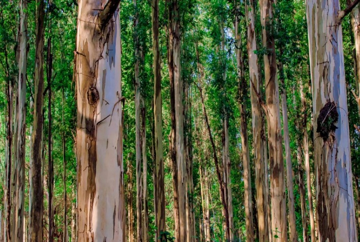 Produção de eucalipto cresce em São Paulo e coloca silvicultura entre os setores mais valiosos do agronegócio paulista