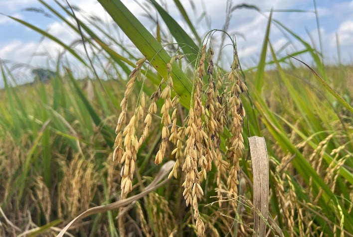 Arroz brasileiro perde espaço na União Europeia e setor cobra incentivos para ampliar exportações