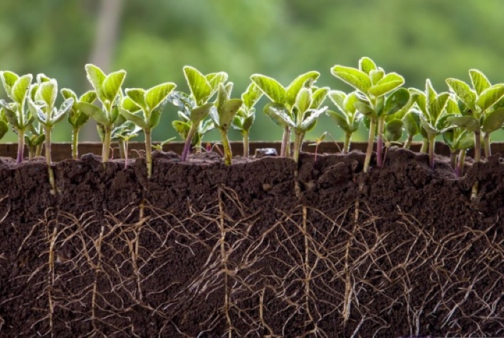 Agricultura regenerativa impulsiona produtividade e coloca o solo no centro da estratégia no campo - Portal do Agronegócio