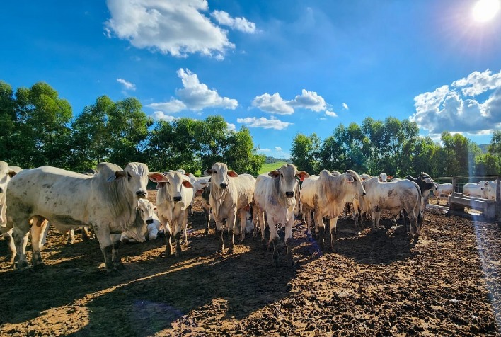 Barretos retoma liderança do agronegócio paulista em 2025 impulsionada pela alta do boi gordo