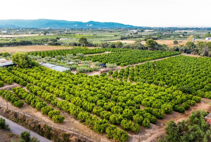Exportação de frutas brasileiras bate recordes e rastreabilidade se torna chave para conquistar mercados globais
