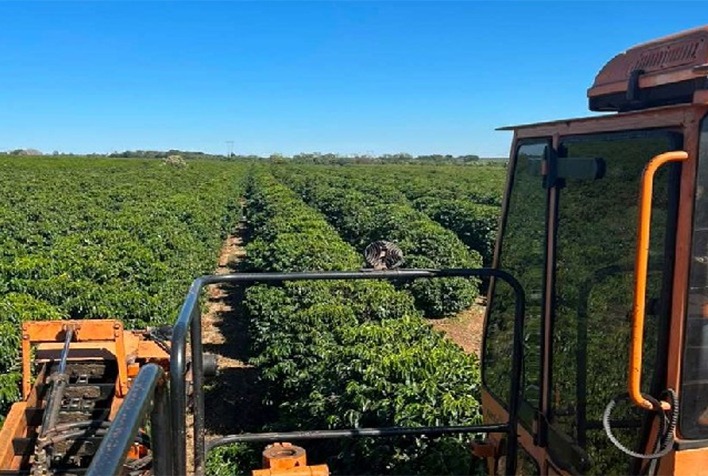 Colheita de café no Cerrado Mineiro supera 50%, mas atraso preocupa produtores e pode afetar a safra 2027