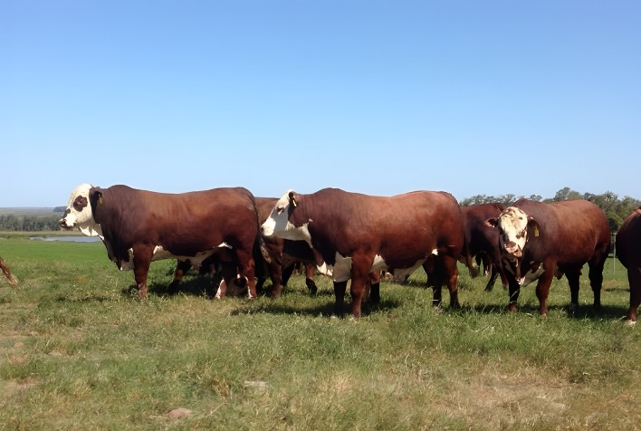 Programa Touro Jovem seleciona reprodutores de elite entre o 1% superior da genética bovina