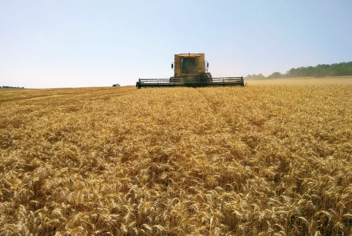Preço do trigo sobe no mercado internacional com tensão entre Rússia e Ucrânia, enquanto negociações seguem lentas no Brasil