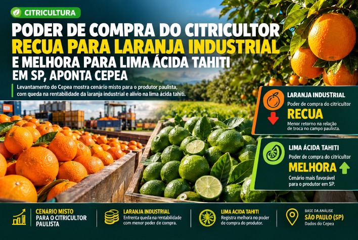Poder de compra do citricultor recua para laranja industrial e melhora para lima ácida tahiti em SP, aponta Cepea