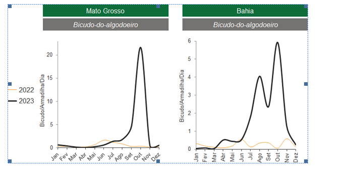 algodao-bicudo-tab