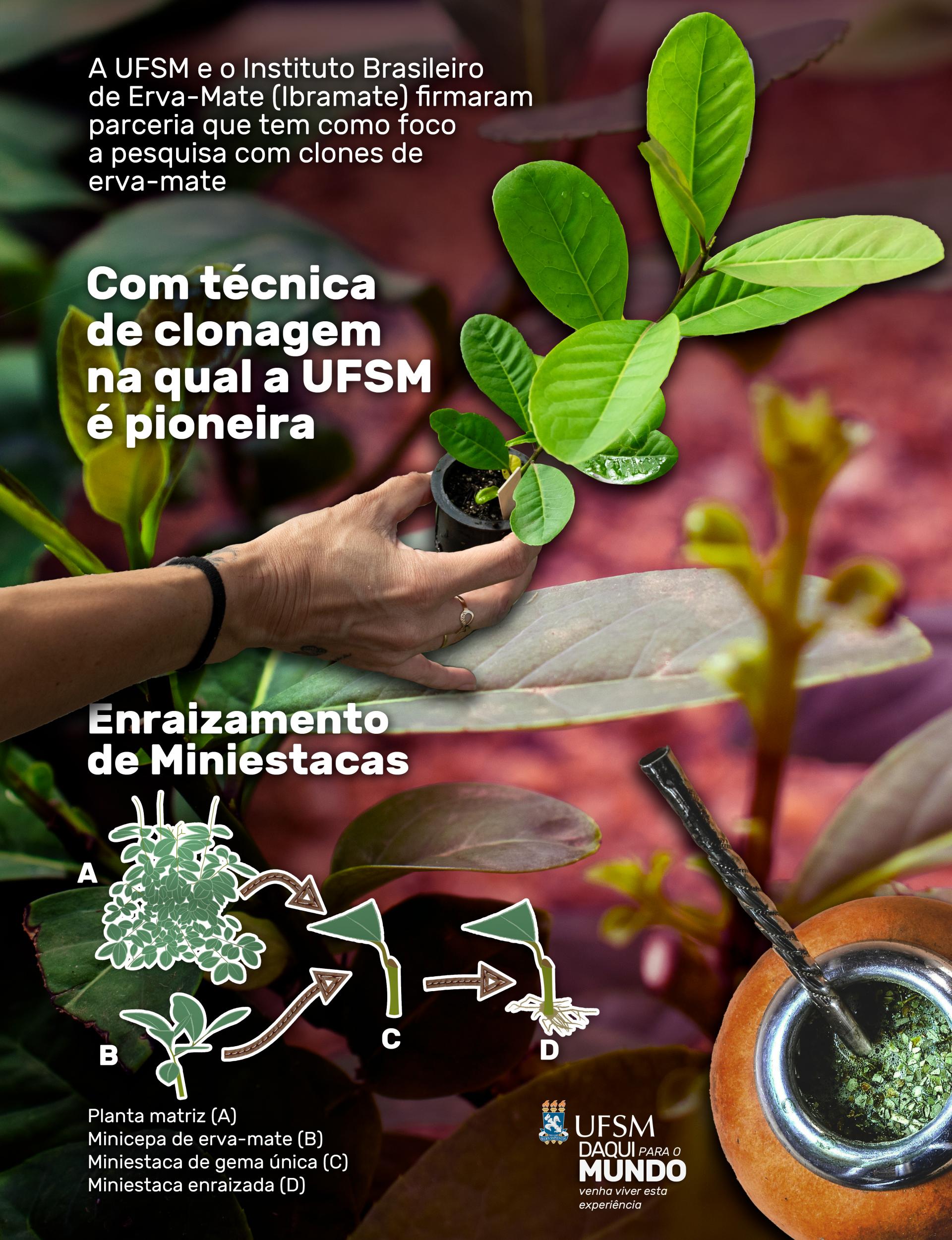 ufsm-clones-de-erva-mate-infografico