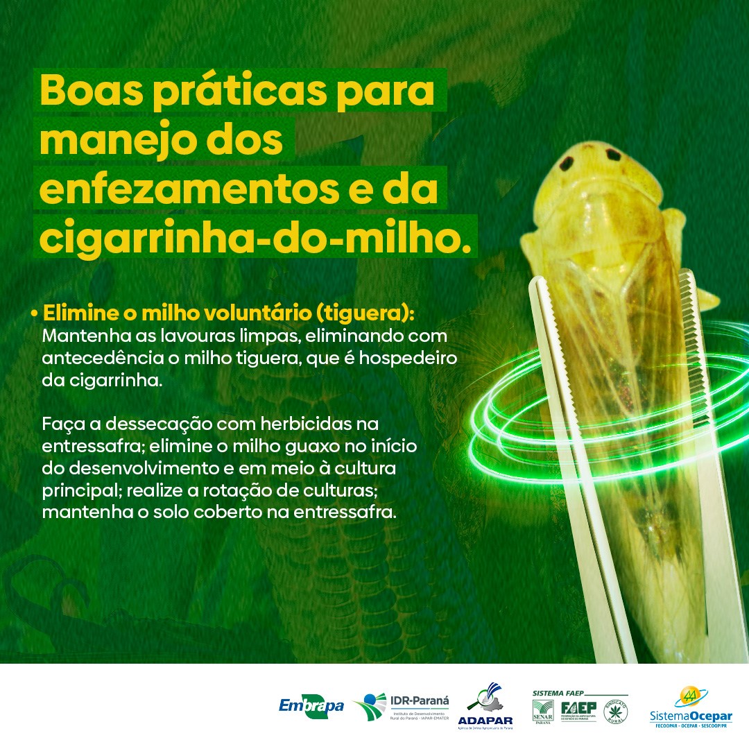 cigarrinha-milho-27-02-2023