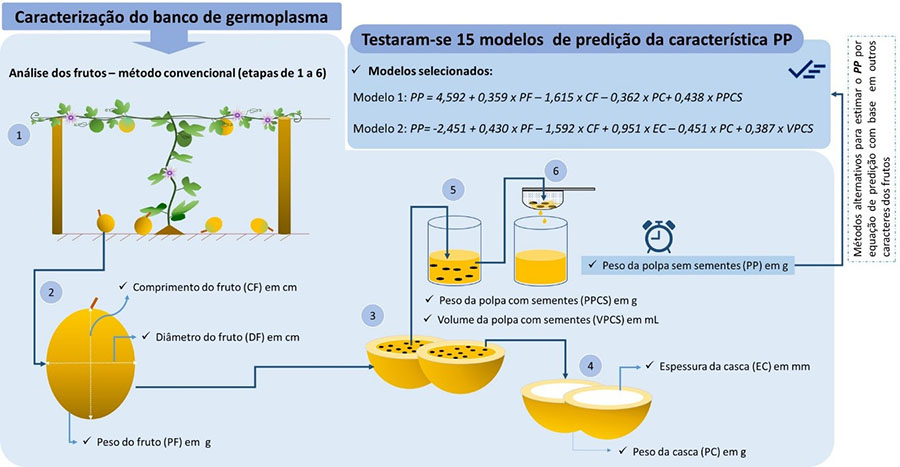 maracuja-infografico