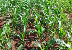 Canaviais ganham solução poderosa no controle de plantas daninhas  resistentes, Especial Publicitário - Ihara