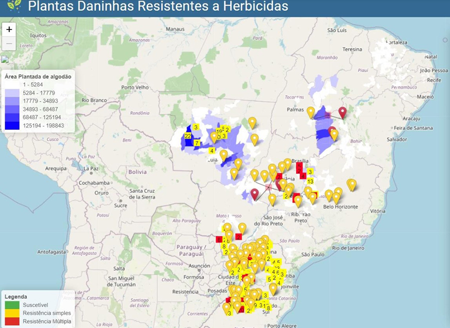plantasdaninhas-resistencia-areaalgodao