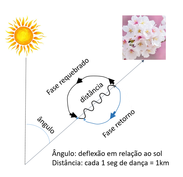 danca-abelha