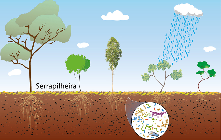 serrapilheira