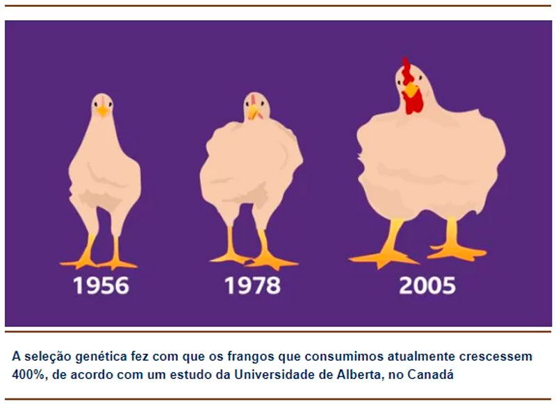 avicultura-mundo