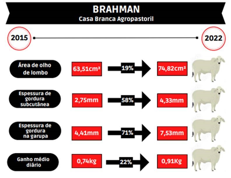 angus-brahman-infografico-1